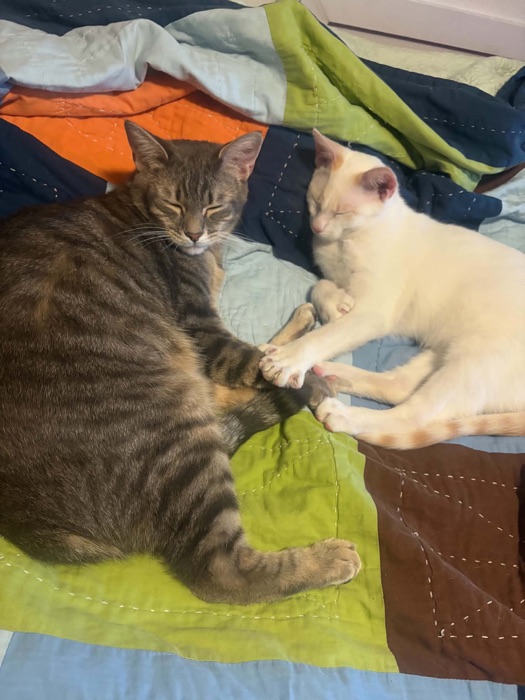 Our two resident cats curled up together